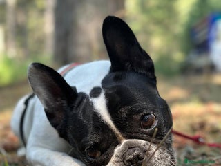 Bulldog Francese cani CERCO UNA NUOVA FAMIGLIA PER LA MIA CAGNOLINA - Annuncio 3