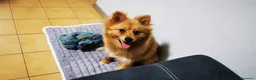 Volpino Italiano cani in vendita: Volpino Italiano  a Città metropolitana di Milano - Annuncio 2