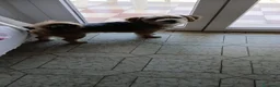 Meticcio cani in regalo: Razza Monkie a Provincia di Chieti - Annuncio 9