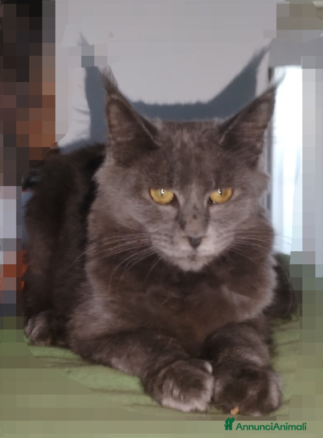 Maine Coon gatti in vendita: Maine coon  - Annuncio 4