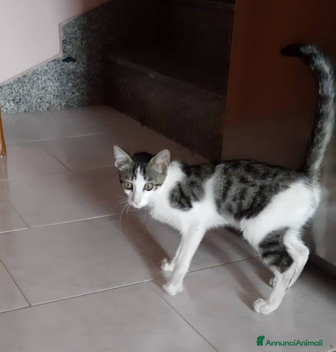 Europeo gatti in regalo: Dolcissimo gattino in adozione, PACO! - Annuncio 2