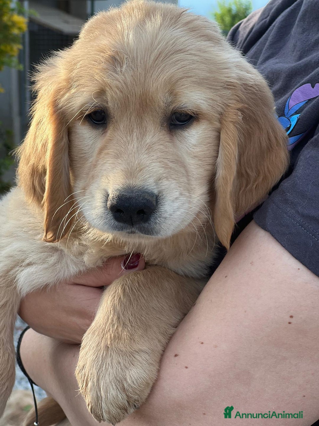 Golden Retriever cani in vendita: Golden retriever cuccioli disponibili  a Provincia di Pordenone - Immagine 5