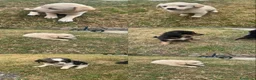 Meticcio cani in regalo: Cuccioli cercano casa a Provincia di Avellino - Annuncio 9