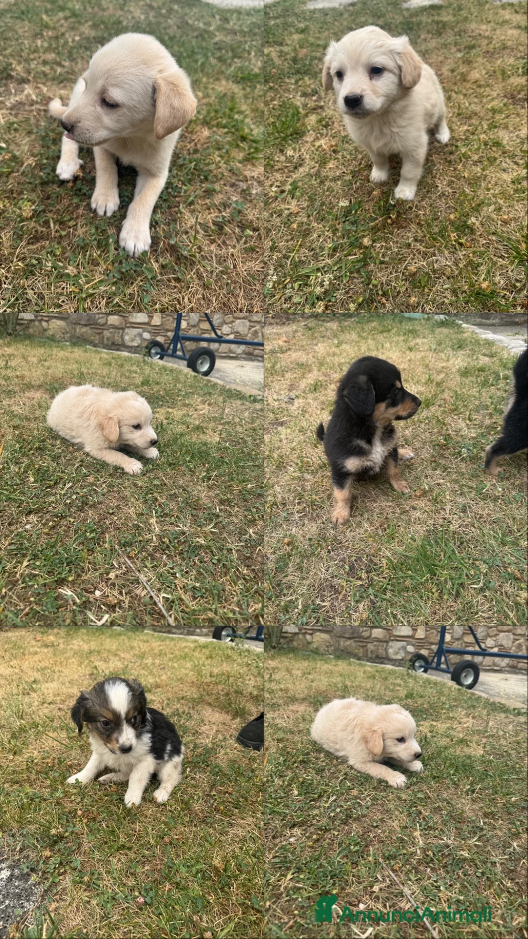Meticcio cani in regalo: Cuccioli cercano casa a Provincia di Avellino - Annuncio 9