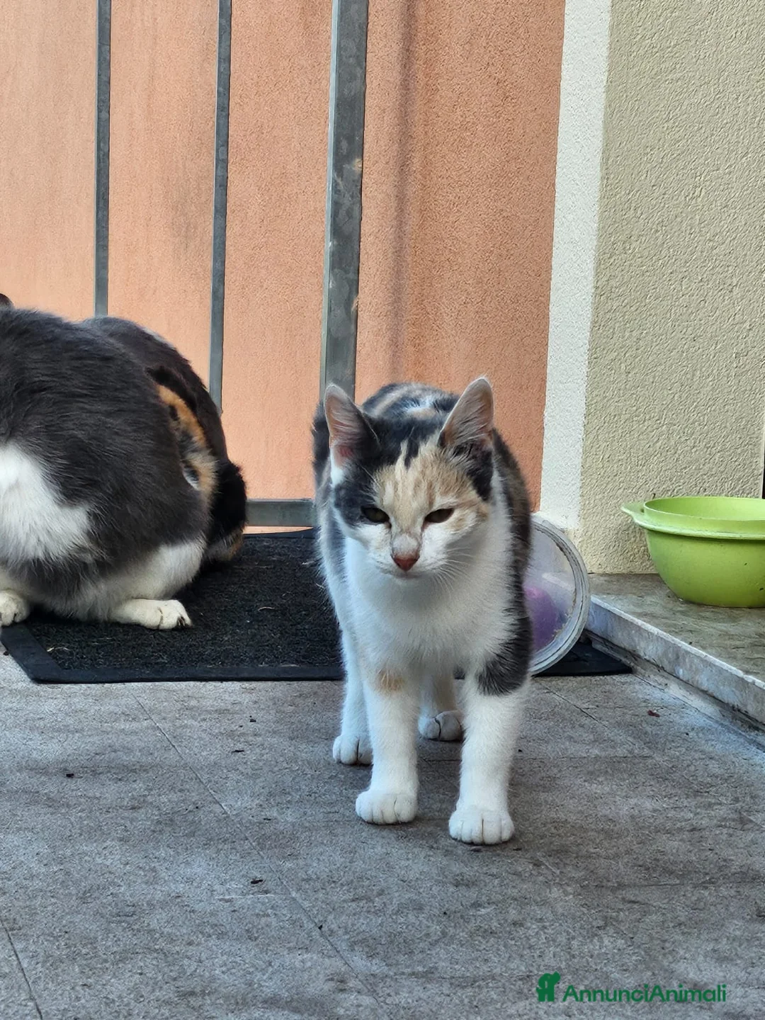 Altre razze gatti in regalo: CERCA CASA 😻🏡 - Annuncio 1