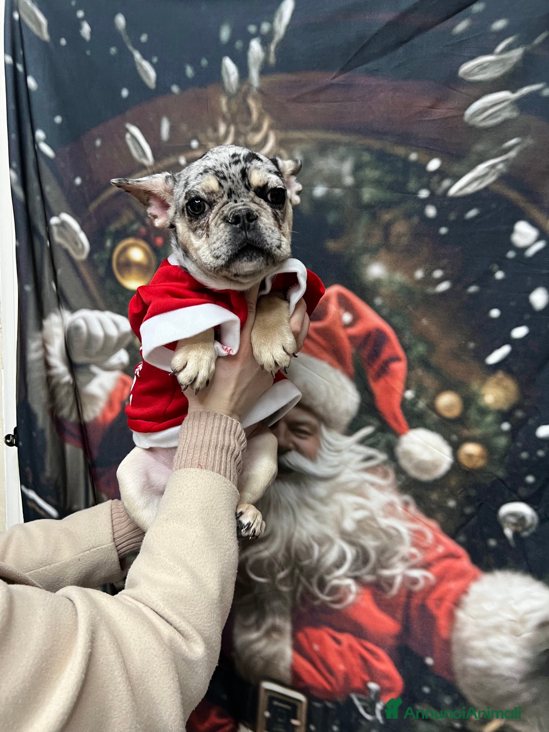 Bulldog Francese cani in vendita: Bulldog francese - Annuncio 1