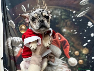 Bulldog Francese cani Bulldog francese - Annuncio 1