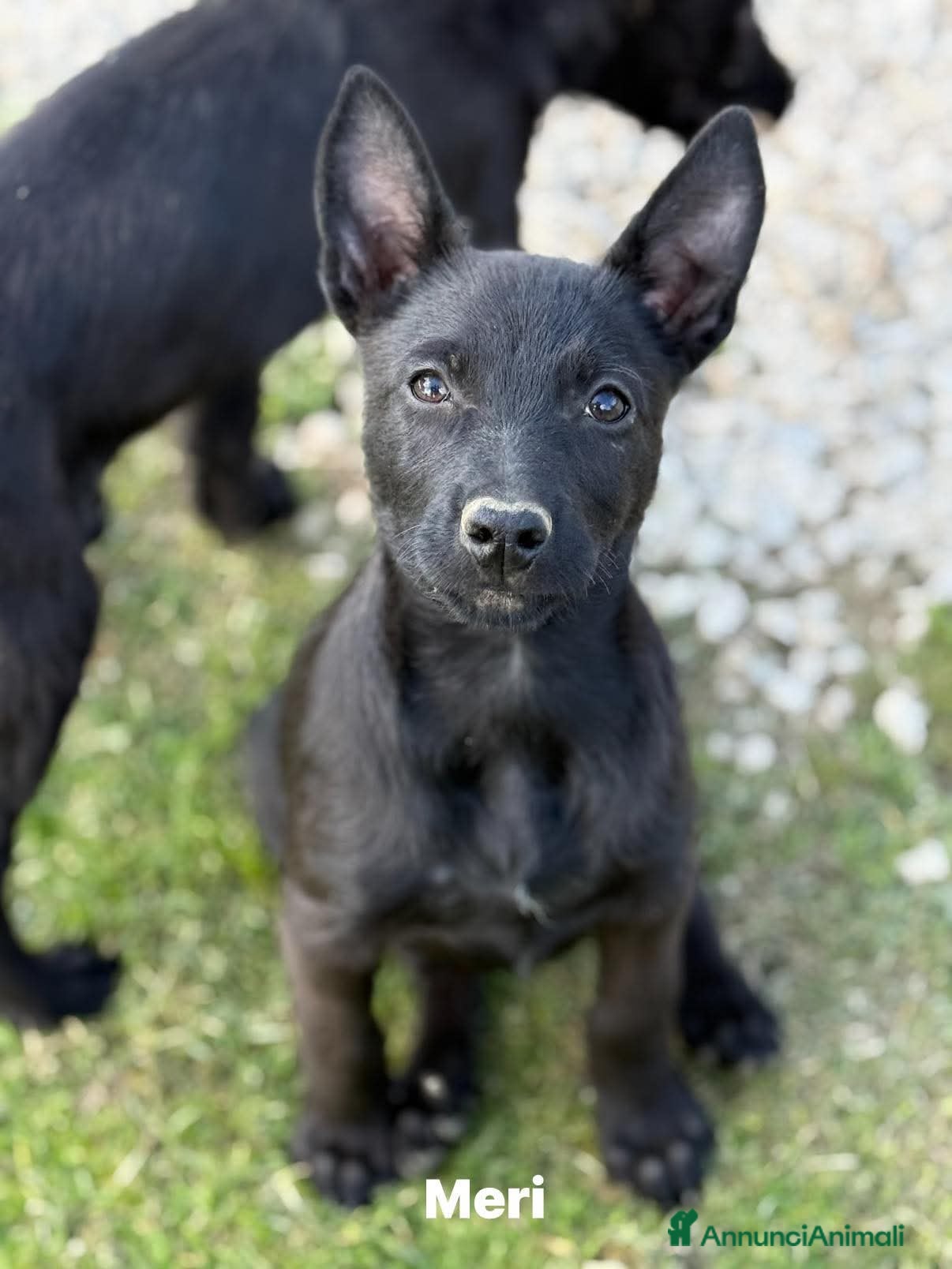 Meticcio cani in regalo: 3 dolci CUCCIOLI total black! Bellissimi - Annuncio 4