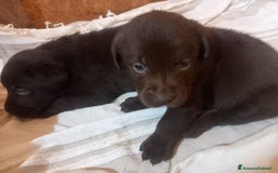Labrador cani in vendita: Cuccioli di labrador retriver puro chocolate  - Immagine 3