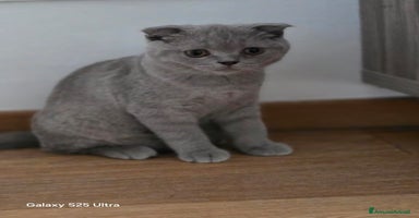 Scottish gatti a Provincia di Biella - Annuncio 9