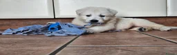 Pastore Svizzero cani in vendita: cucciolo pastore svizzero bianco a pelo lungo  - Annuncio 5