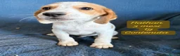 Meticcio cani in regalo: Cuccioli invisibili da salvare  a Provincia di Pistoia - Annuncio 7