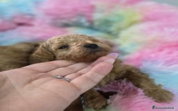Barboncino cani in vendita: Barboncini  toy red e albicocca a Provincia di Foggia - Immagine 3
