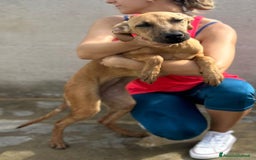 Altre razze cani in regalo: alexa e theo  - Immagine 5