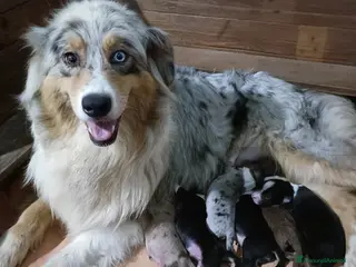 Australian Shepherd cani Cuccioloni di pastore australiano - Annuncio 2