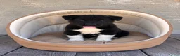 Akita Americano cani in vendita: Prezzo bomba cuccioli di akita - Annuncio 3