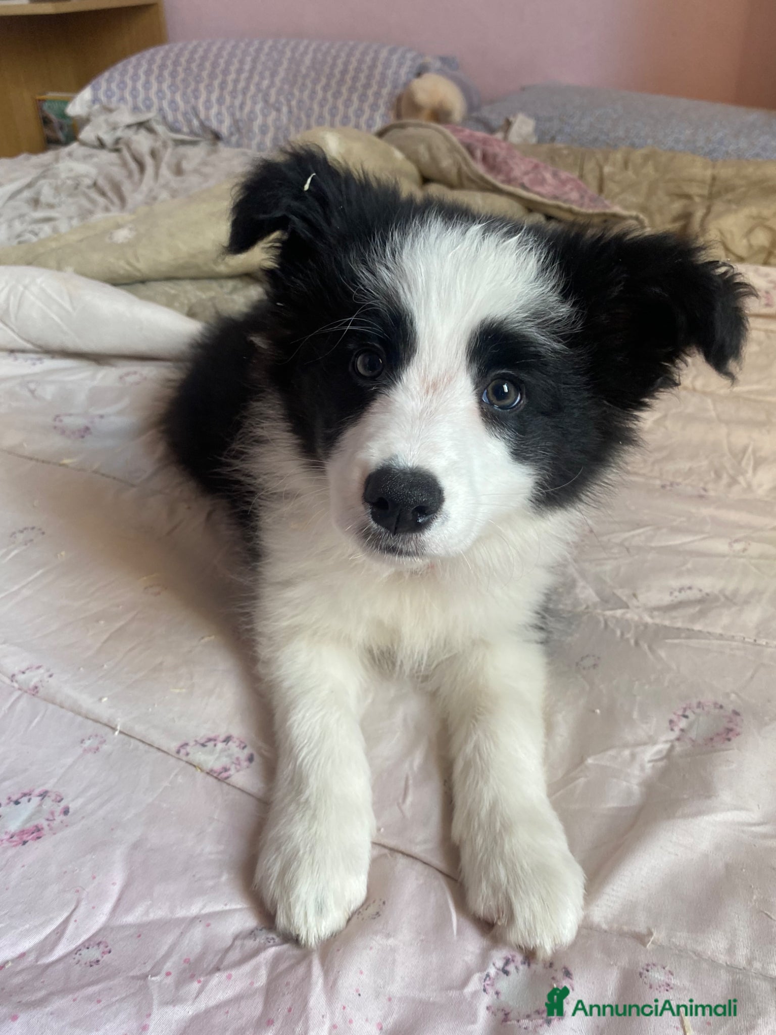 Border Collie cani ULTIMA CUCCIOLA BORDER COLLIE - Annuncio 8