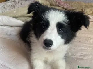 Border Collie cani ULTIMA CUCCIOLA BORDER COLLIE - Annuncio 8