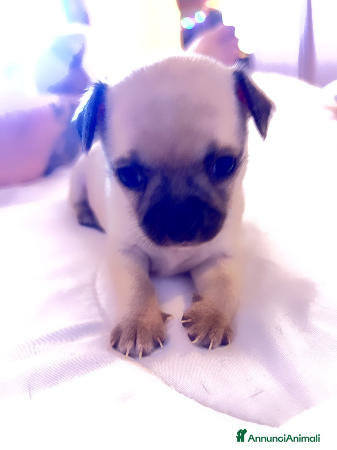 Chihuahua cani in vendita: Chihuahua  - Annuncio 14