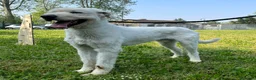 Meticcio cani in regalo: BELLE BELLISSIMO - Annuncio 8