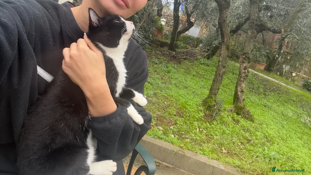 Altre razze gatti in regalo: Un gatto regalo. Femmina😇💞 - Annuncio 2