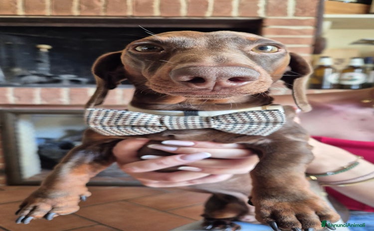 Bassotto cani a Provincia di Arezzo - Annuncio 6