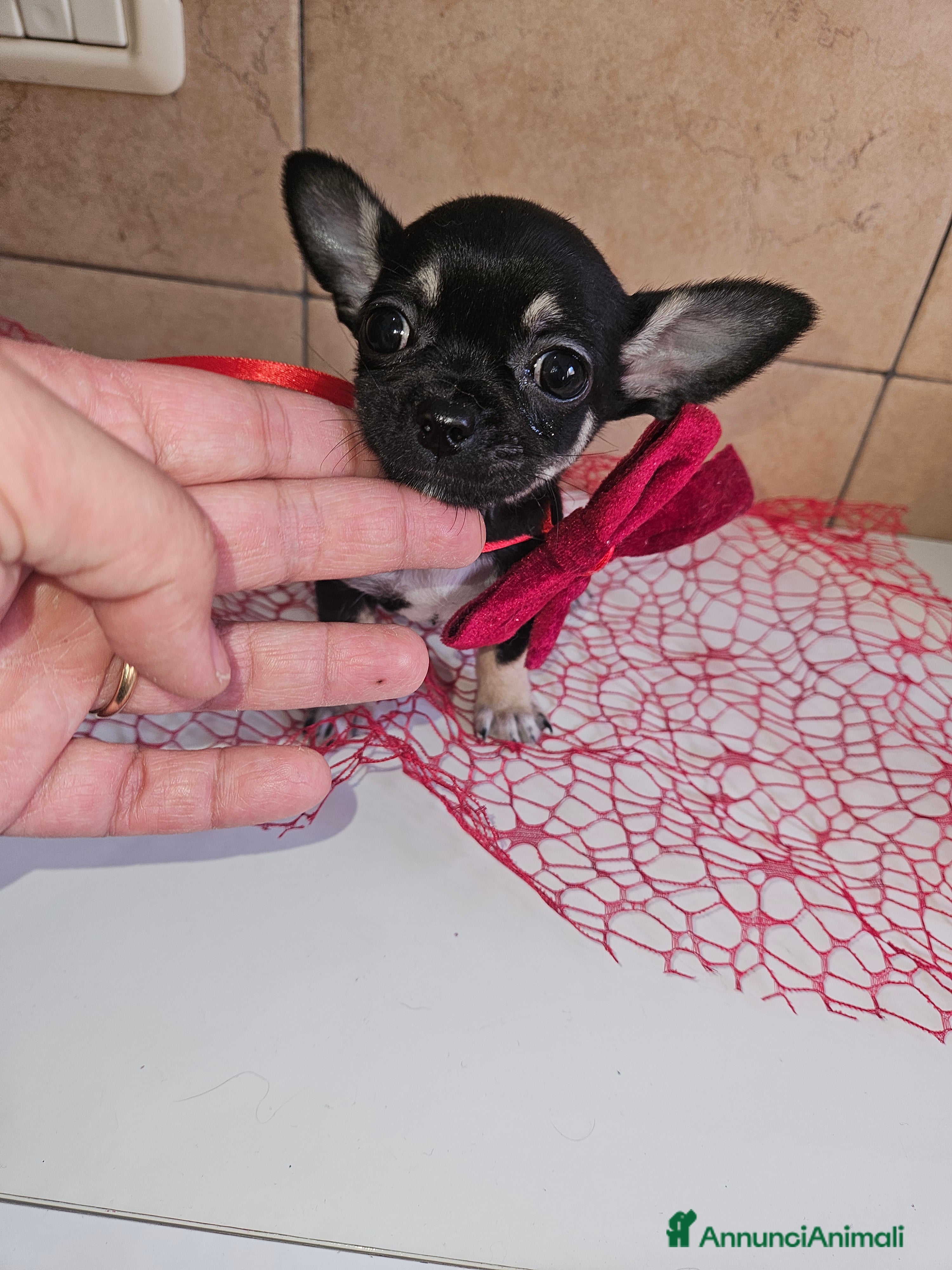 Chihuahua cani Chihuahua toy maschera nera - Annuncio 1