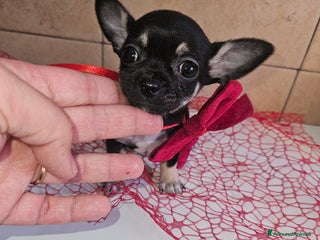 Chihuahua cani Chihuahua toy maschera nera - Annuncio 1