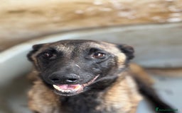 Pastore Belga cani in regalo: Raja - pastore belga malinois 4 anni in adozione a Provincia di Latina - Immagine 4