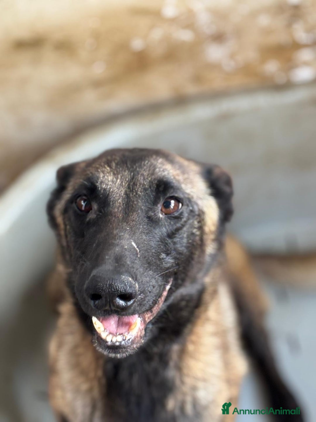 Pastore Belga cani in regalo: Raja - pastore belga malinois 4 anni in adozione a Provincia di Latina - Immagine 4