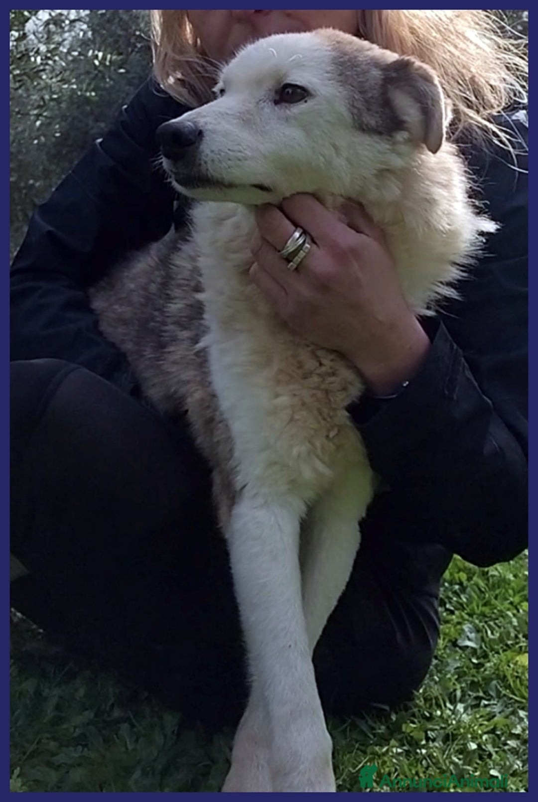 Meticcio cani in regalo: GENGIS CAN, TENERO NONNINO DI 12 ANNI TUTTI IN GAB a Città metropolitana di Milano - Annuncio 6