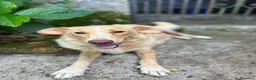 Meticcio cani in regalo: Elio cerca casa 💙 - Annuncio 2