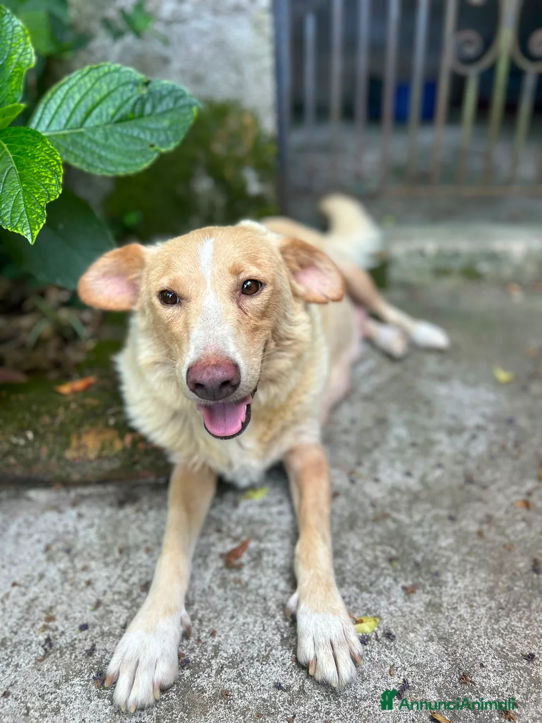 Meticcio cani in regalo: Elio cerca casa 💙 - Annuncio 2