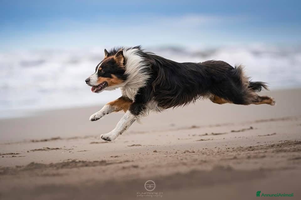 Australian Shepherd cani Maschio Australian Shepherd  a Provincia di Lucca - Annuncio 21
