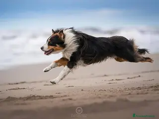 Australian Shepherd cani Maschio Australian Shepherd - Annuncio 1