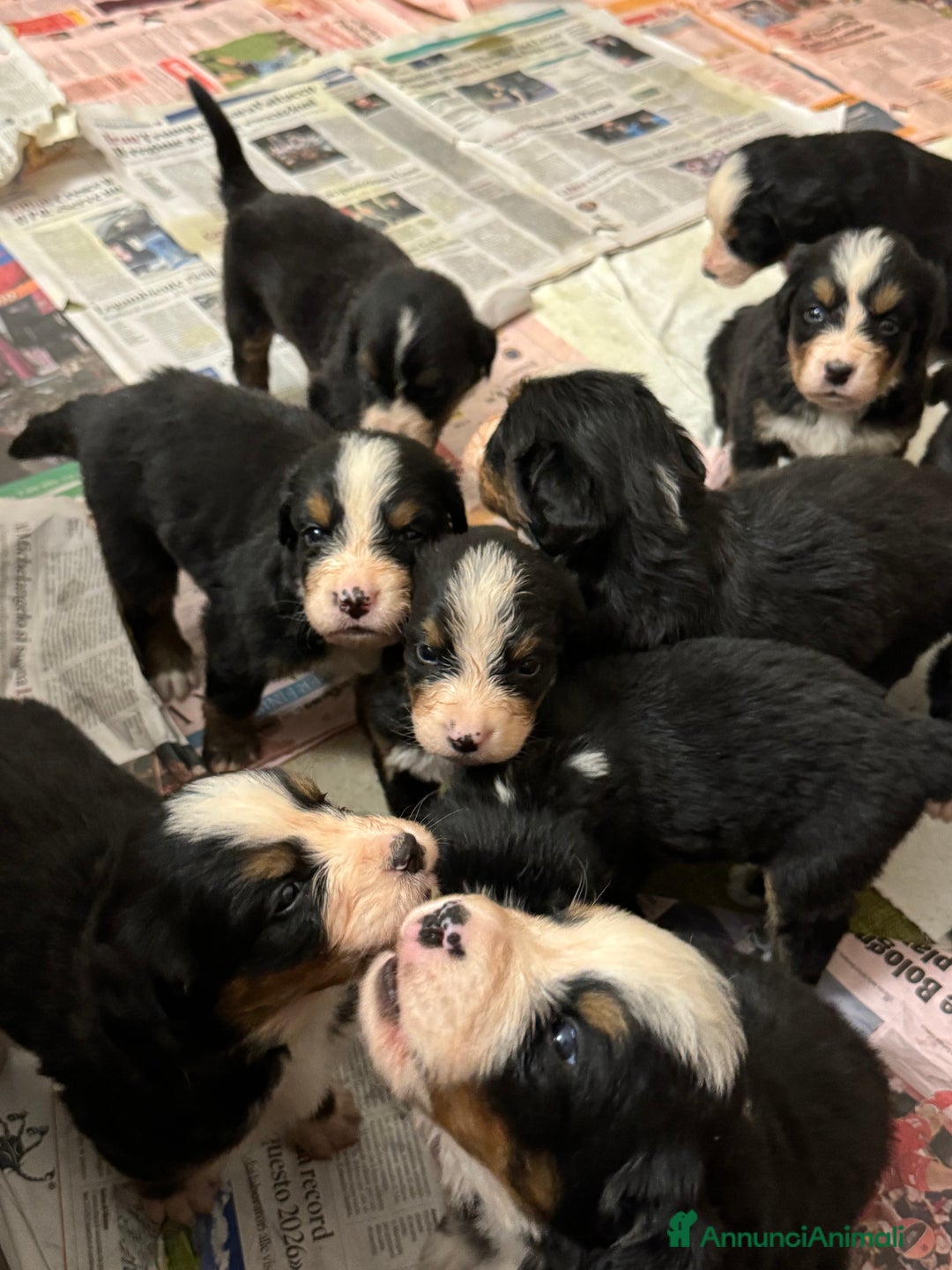 Bovaro del Bernese cani in vendita: Cuccioli Bernese da famiglia (privati) - Annuncio 7