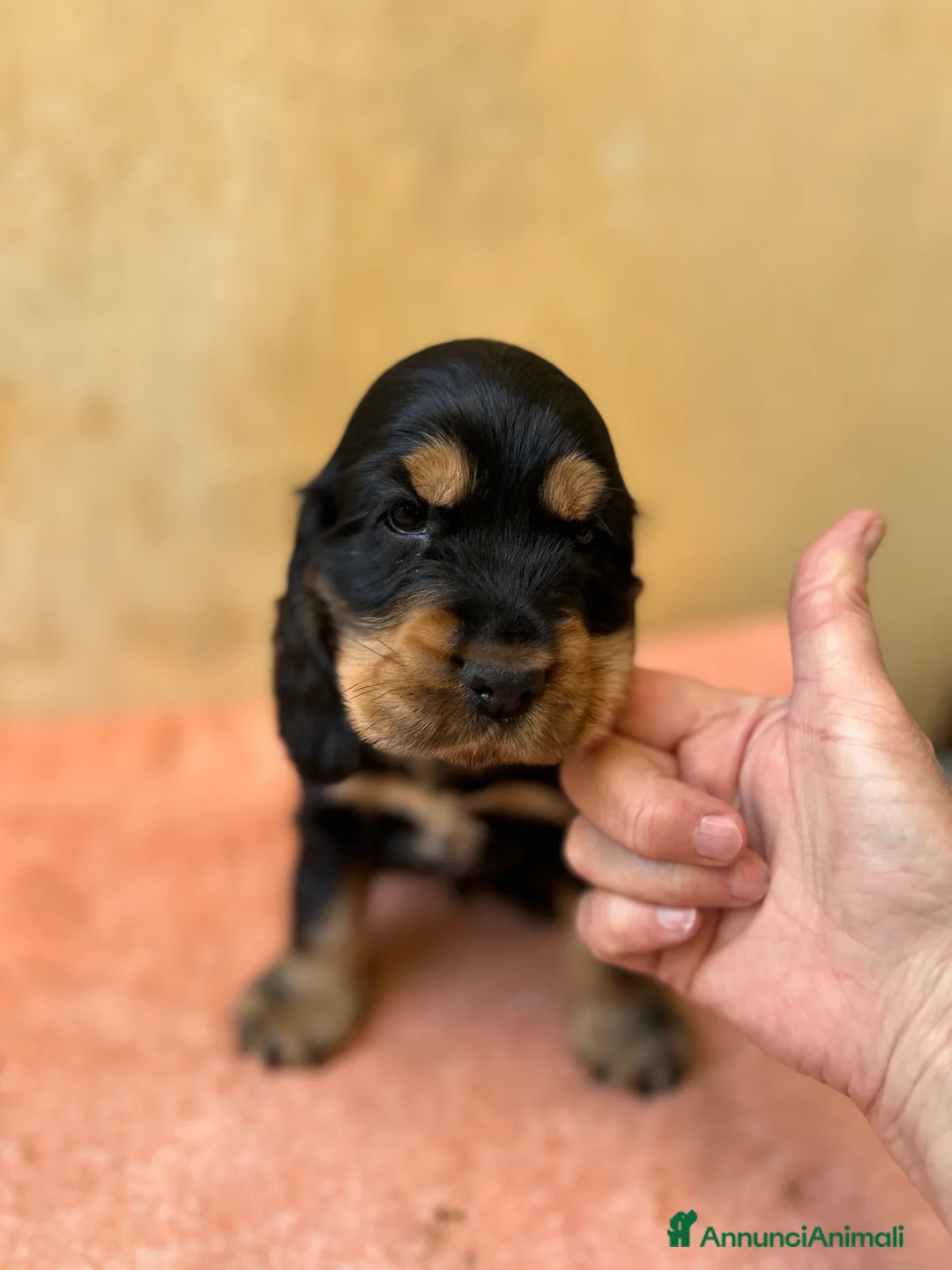 Cocker cani in vendita: Cuccioli cocker selezionati  - Annuncio 2