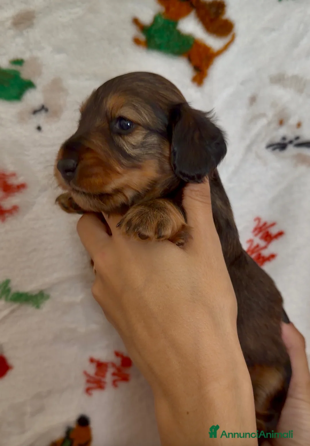 Bassotto cani in vendita: Bassotto a pelo lungo  - Annuncio 2