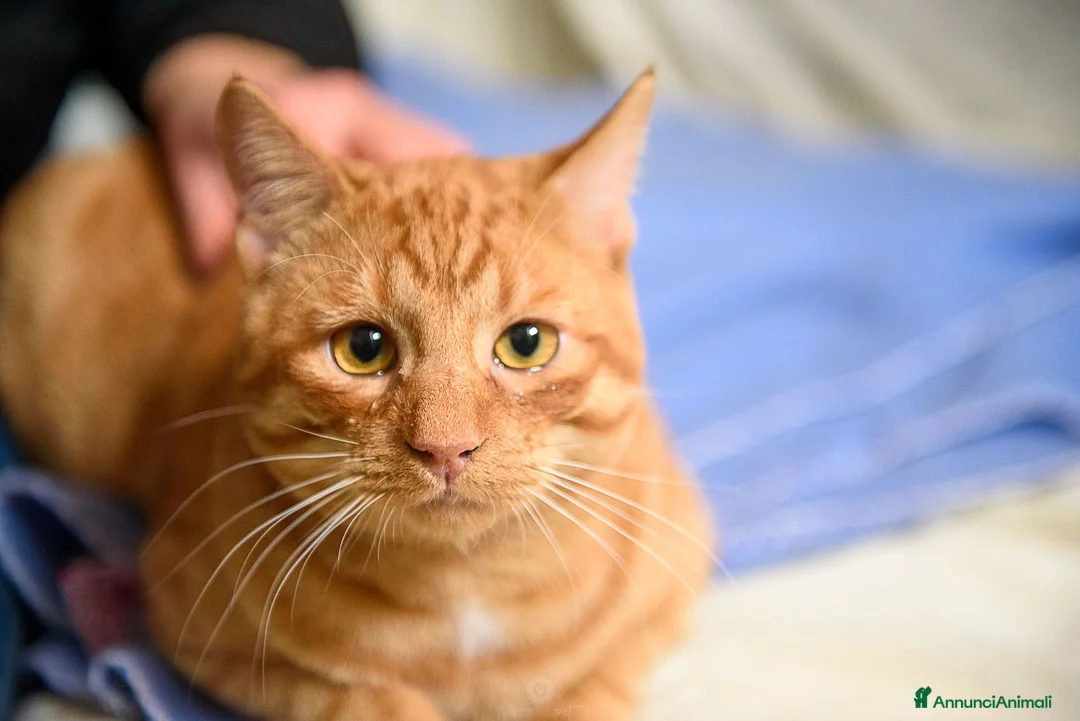 Europeo gatti in regalo: Vincent Van Gogh ravviverà le tue giornate  - Annuncio 2