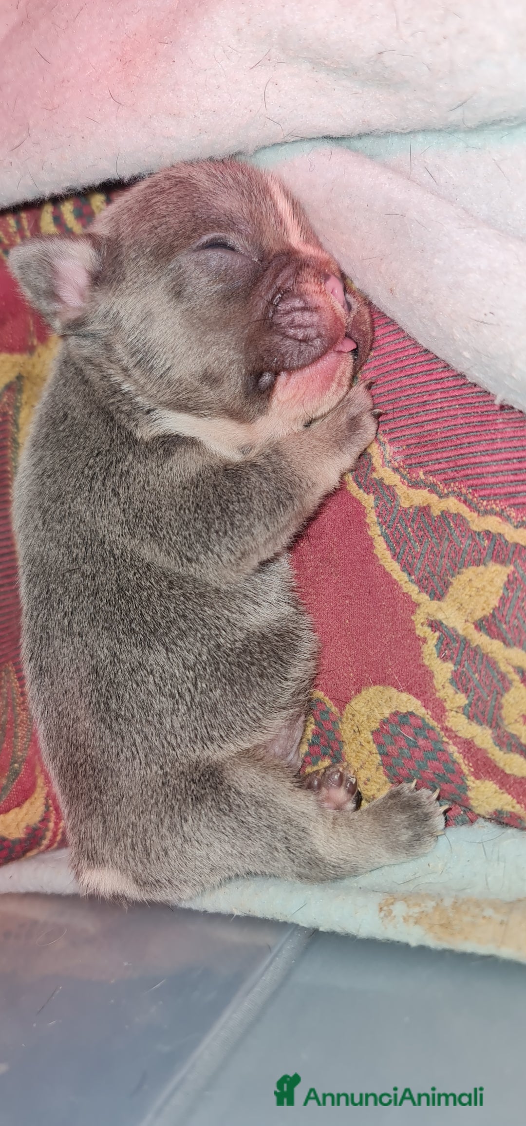 Bulldog Francese cani in vendita: Cucciolo di Bulldog Francese  - Annuncio 4