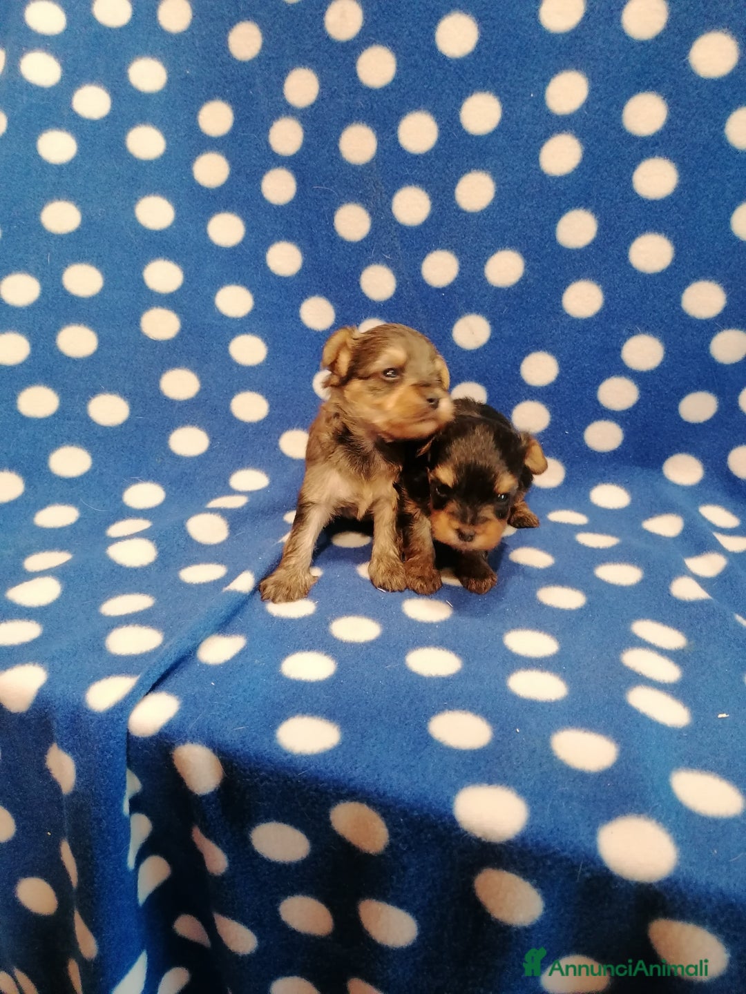 Meticcio cani in vendita: Yorkiepoo cuccioli - Annuncio 8