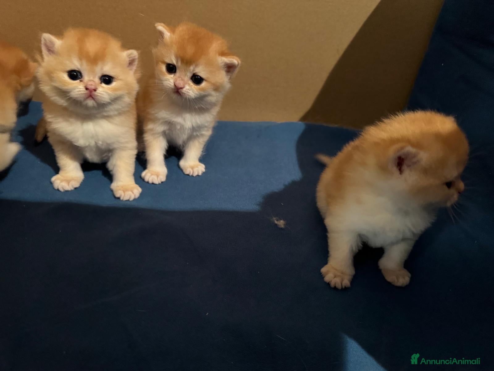 British gatti Gattini British shorthair golden chell ny12 - Annuncio 3
