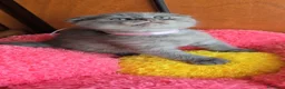 Scottish gatti in vendita: Scottish fold e straight  - Annuncio 31