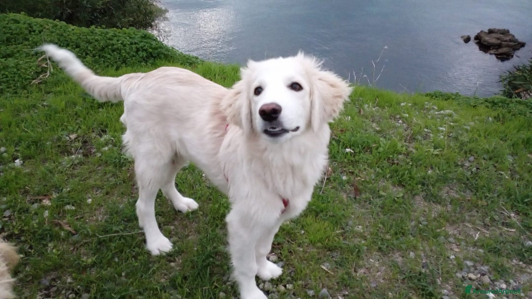Meticcio cani in regalo: Toby in tutto il suo splendore - Annuncio 12