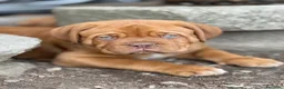 Dogue de Bordeaux cani in vendita: Dogue de Bordeaux CUCCIOLATA STRAORDINARIA  - Annuncio 17