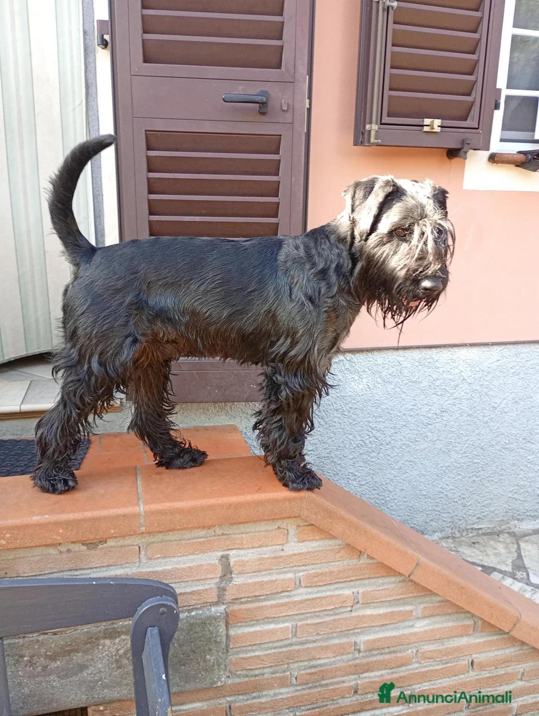 Schnauzer cani in regalo: Lui è Rock un giovane schnauzer medio  - Annuncio 2