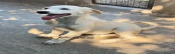 Meticcio cani in regalo: Dino  a Provincia di Padova - Annuncio 4