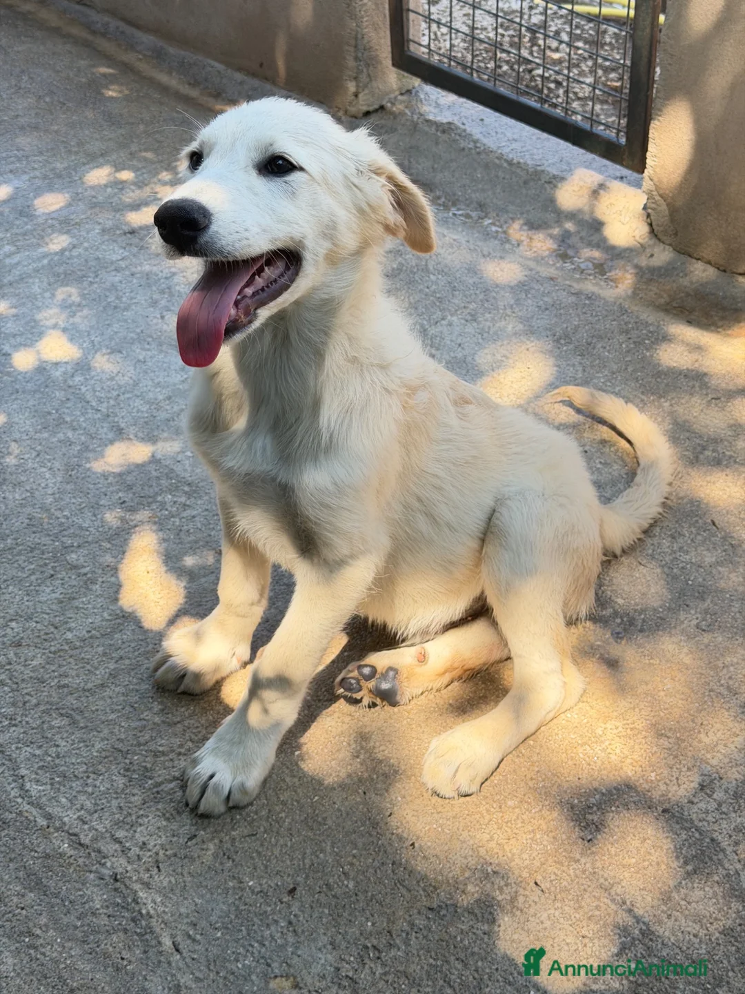 Meticcio cani in regalo: Dino  a Provincia di Padova - Annuncio 4
