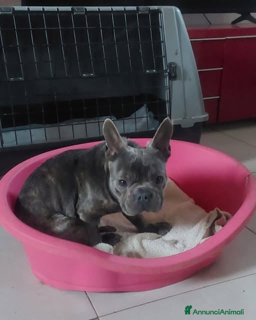 Bulldog Francese cani Shamuz, il cane speciale - Annuncio 2