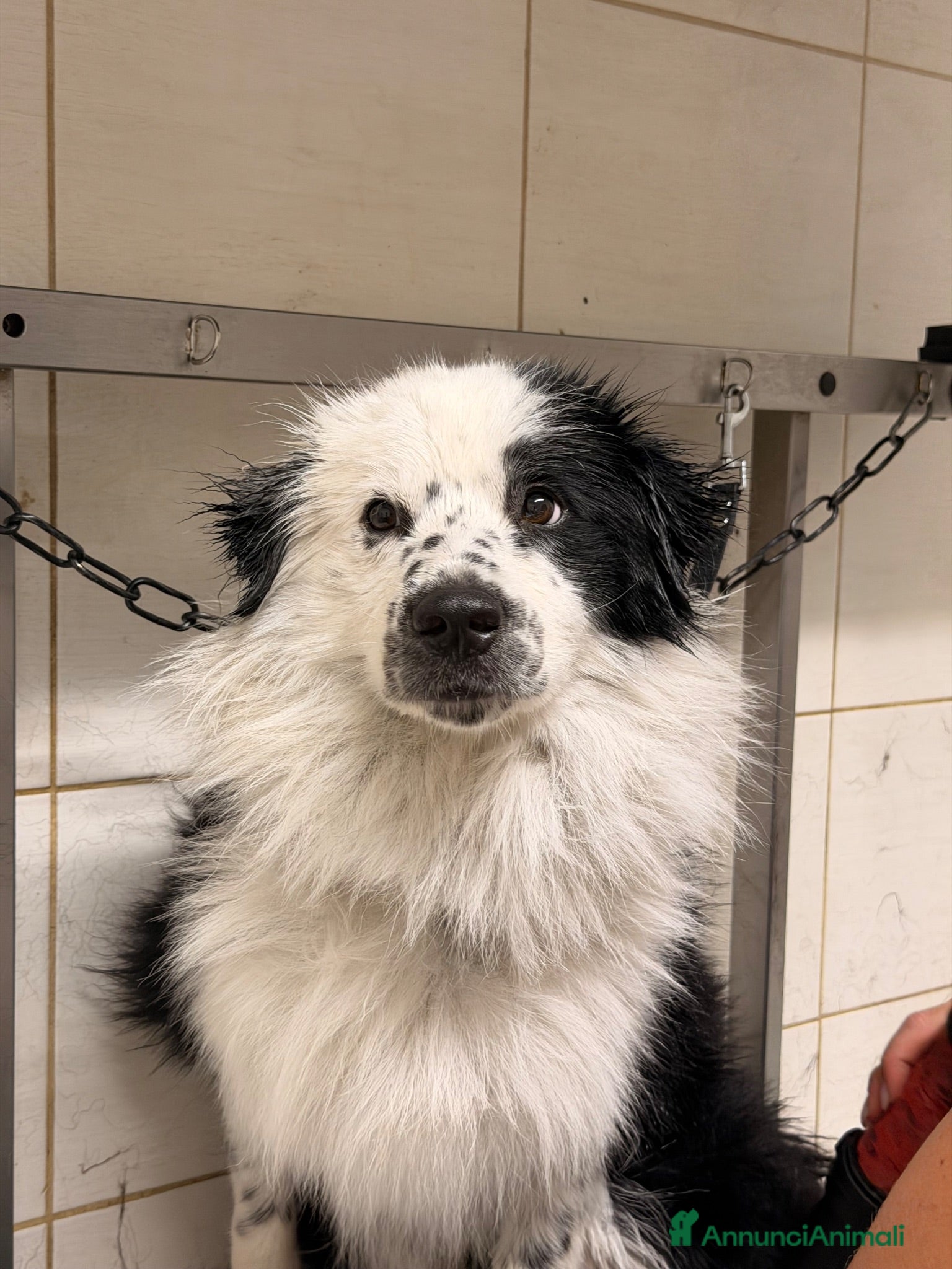 Border Collie cani Bellissimo Border Collie maschio per Monta - Annuncio 1